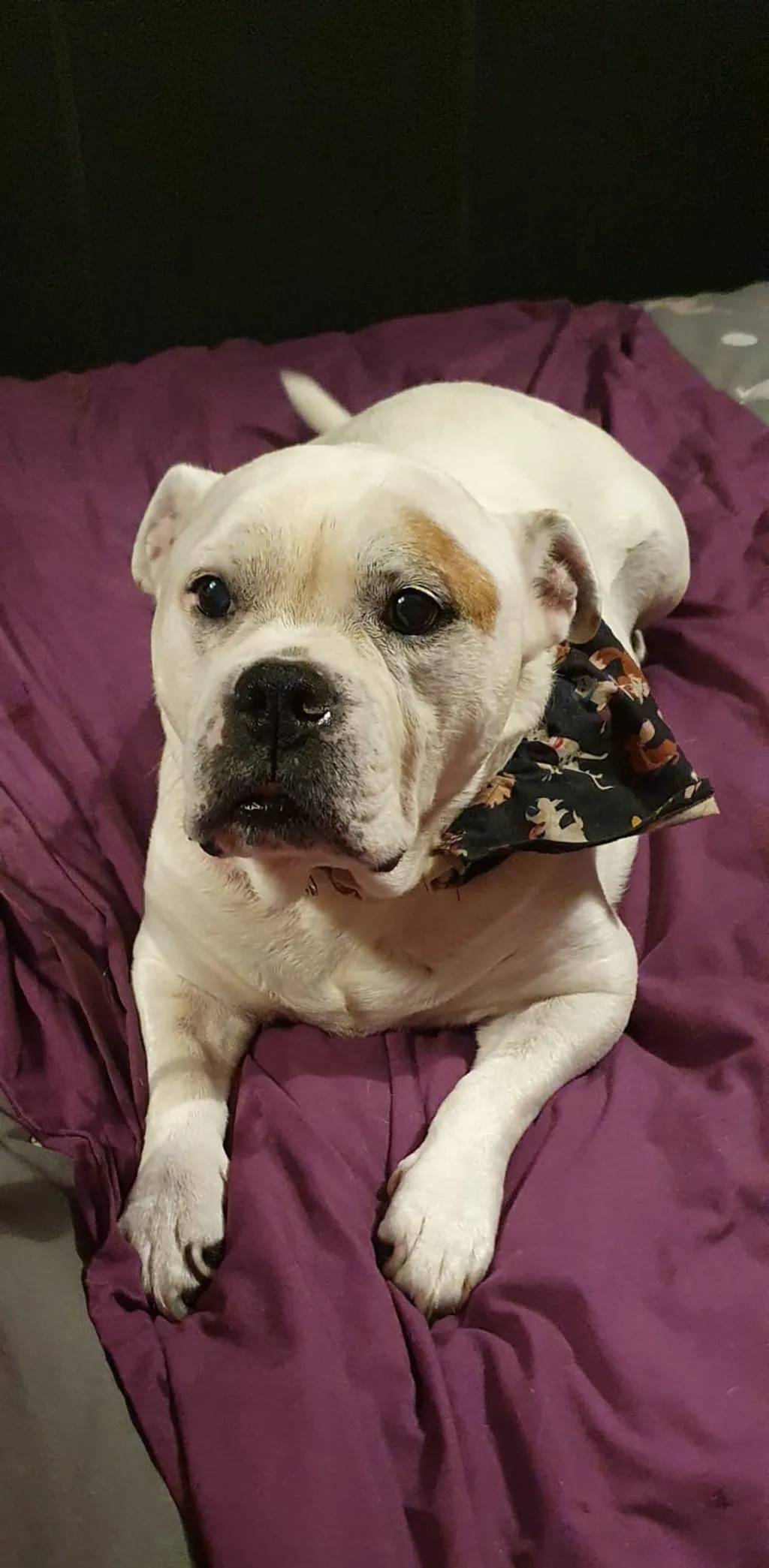 Professional Pet Services image 4